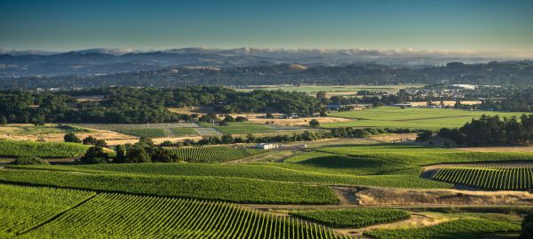 Entretenimiento en Sonoma y alrededores