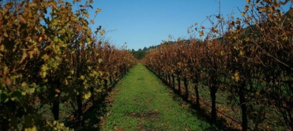 ABOUT SONOMA