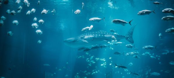 Entertainment Atlanta and around