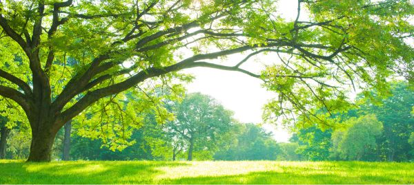 Entertainment and leisure in Talladega